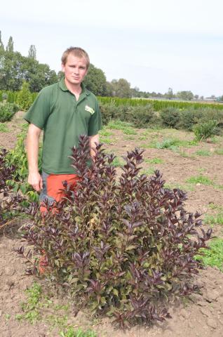 Weigela florida 'Alexandra'